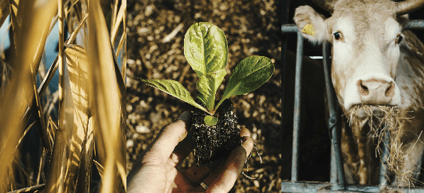 Dutch Foodweek workshopcarrousel, mini workshops over  ‘Dutch Food’